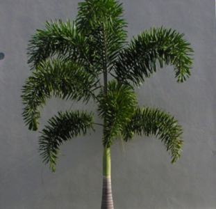 Foxtail Palm - Wodyetia Palm, Wodyetia bifurcata