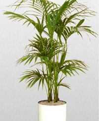 Kentia Palm