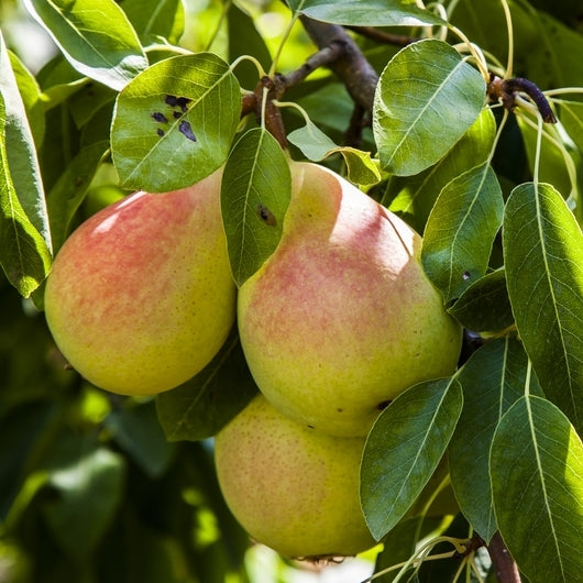 Pear Plant - Pyrus Communis, Nashpati Plant