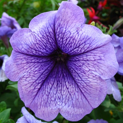 Petunia Purple Plant