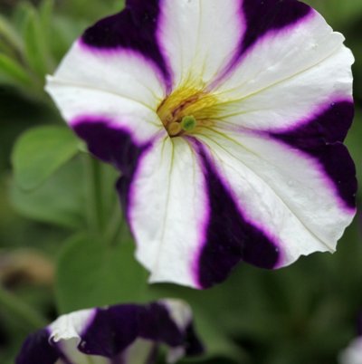 Petunia Violet White Plant