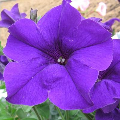 Petunia Violet Plant