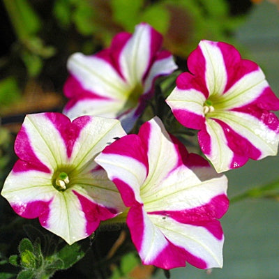 Petunia Pink White