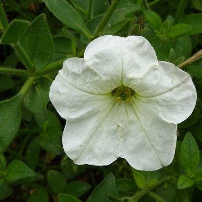 Petunia White Plant