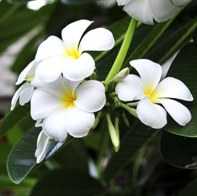 Plumeria White Plant - Champa, Frangipani