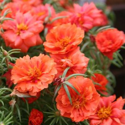 Portulaca F1 Hybrid Mix Seeds - omaxe seeds