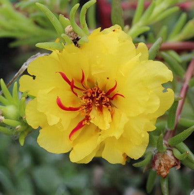 Portulaca Yellow Plant