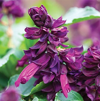 Salvia Purple Plant