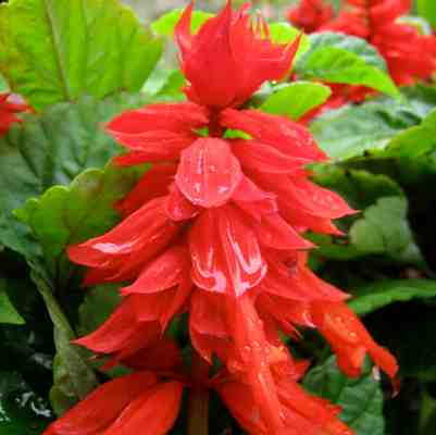 Salvia Red Plant