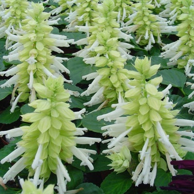 Salvia White Plant