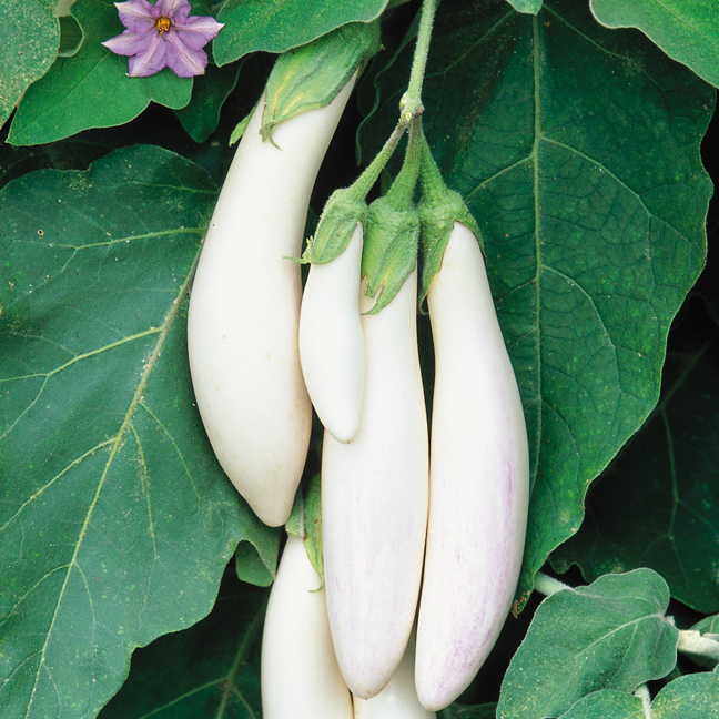 Omaxe Brinjal F1 Hybrid White Long