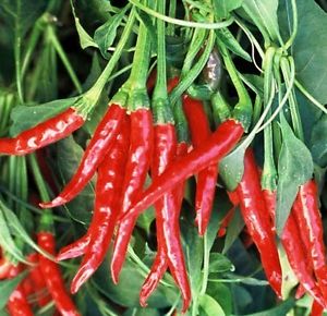 Omaxe Chilli F1 Hybrid Surya Pariksha (50 seeds)