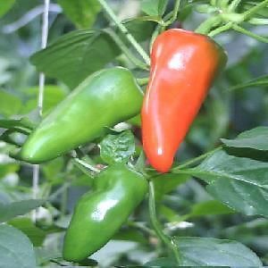 Chilli F1 Hybrid Vasudha seeds - omaxe seeds