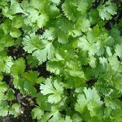 Coriander Imported Seeds - omaxe seeds