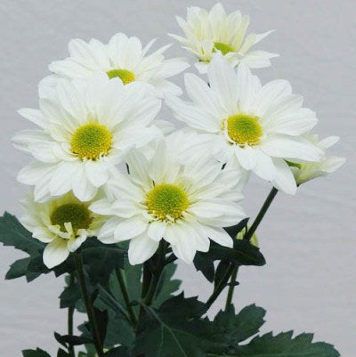 Shevanti White - Chrysanthemum Plant