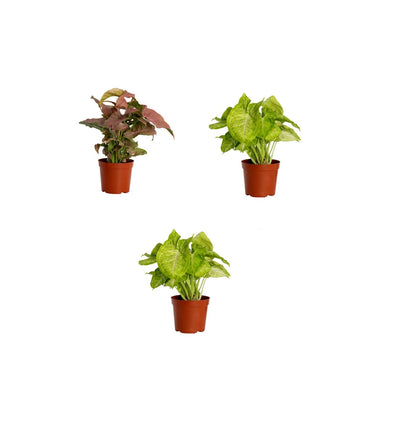 Syngonium Plants Pack of 3