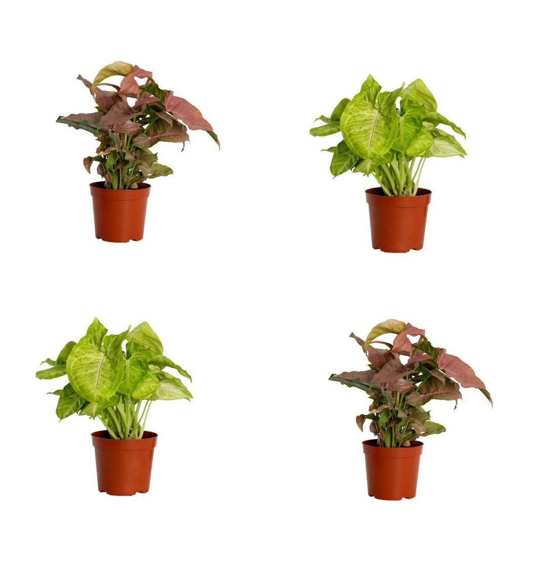 Syngonium Plants Pack of 4