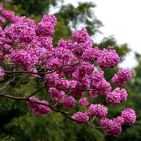 Tabebuia Avellanedae - Pink Tabebuia