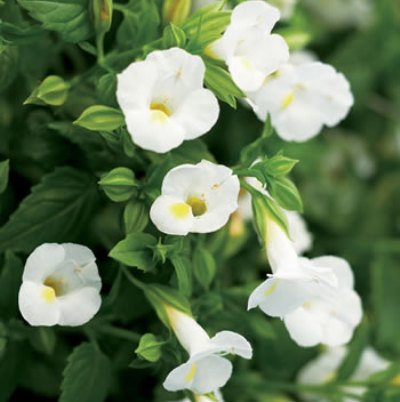 Torenia White