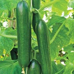 Cucumber F1 Hybrid Sultan seeds (10 Seeds) - omaxe seeds