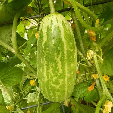 Omaxe Cucumber Samber Selection Seeds (30 Seeds)