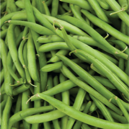 Sunrise France Beans Hybrid Seeds