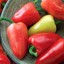 Hot Pepper F1 Hybrid OS-12 seeds - omaxe seeds