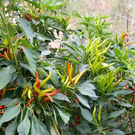 Omaxe Hot Pepper F1 Hybrid OS-402 seeds (30 Seeds)