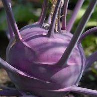 Omaxe Knol Khol F1 Hybrid Purple seeds (100 Seeds)