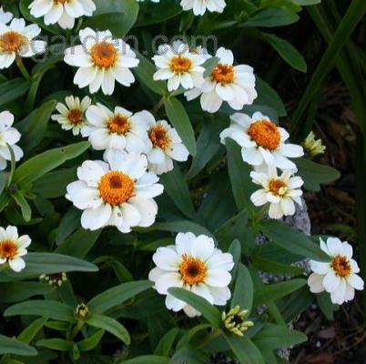 Zinnia White Plant