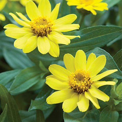 Zinnia Yellow