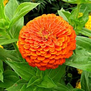 Zinnia Big Orange Plant