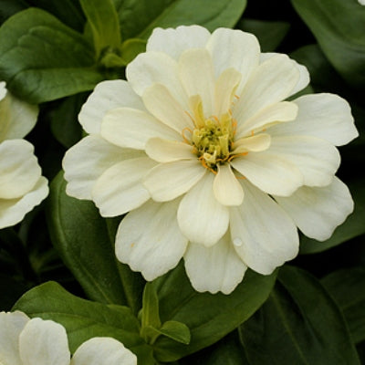 Zinnia Big White