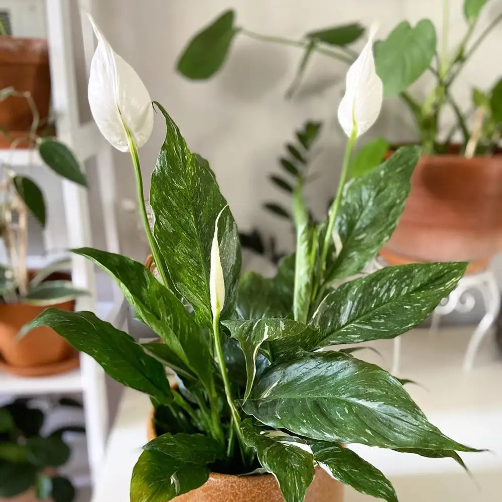 Peace Lily Variegated Plant