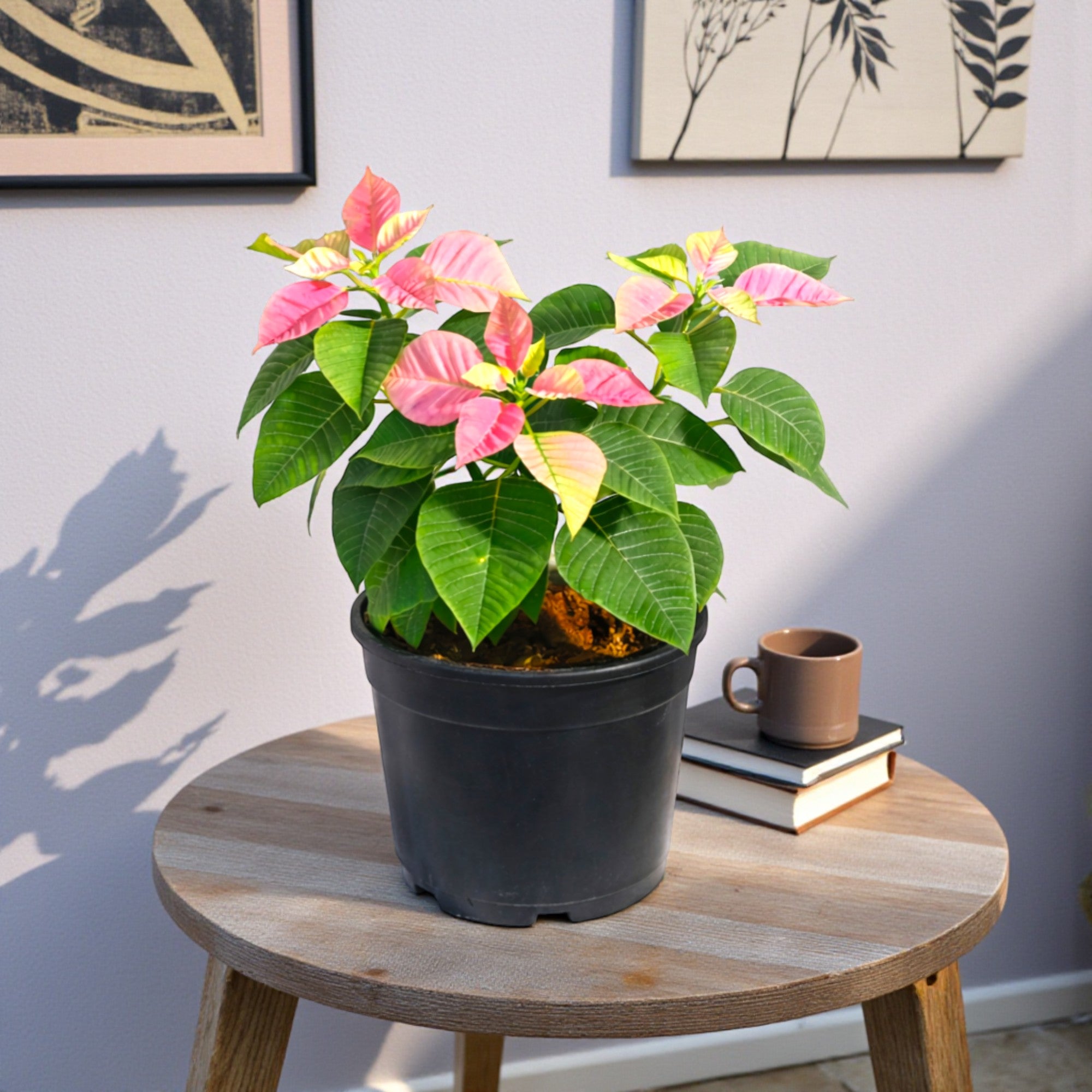 Poinsettia Plant (Pack of 4) - Mix Color
