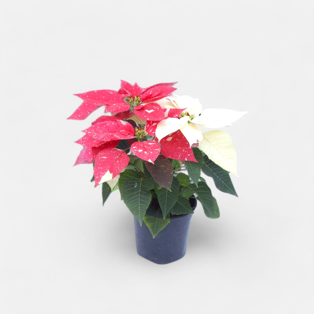 Poinsettia Variegated Plant (Pot Included)