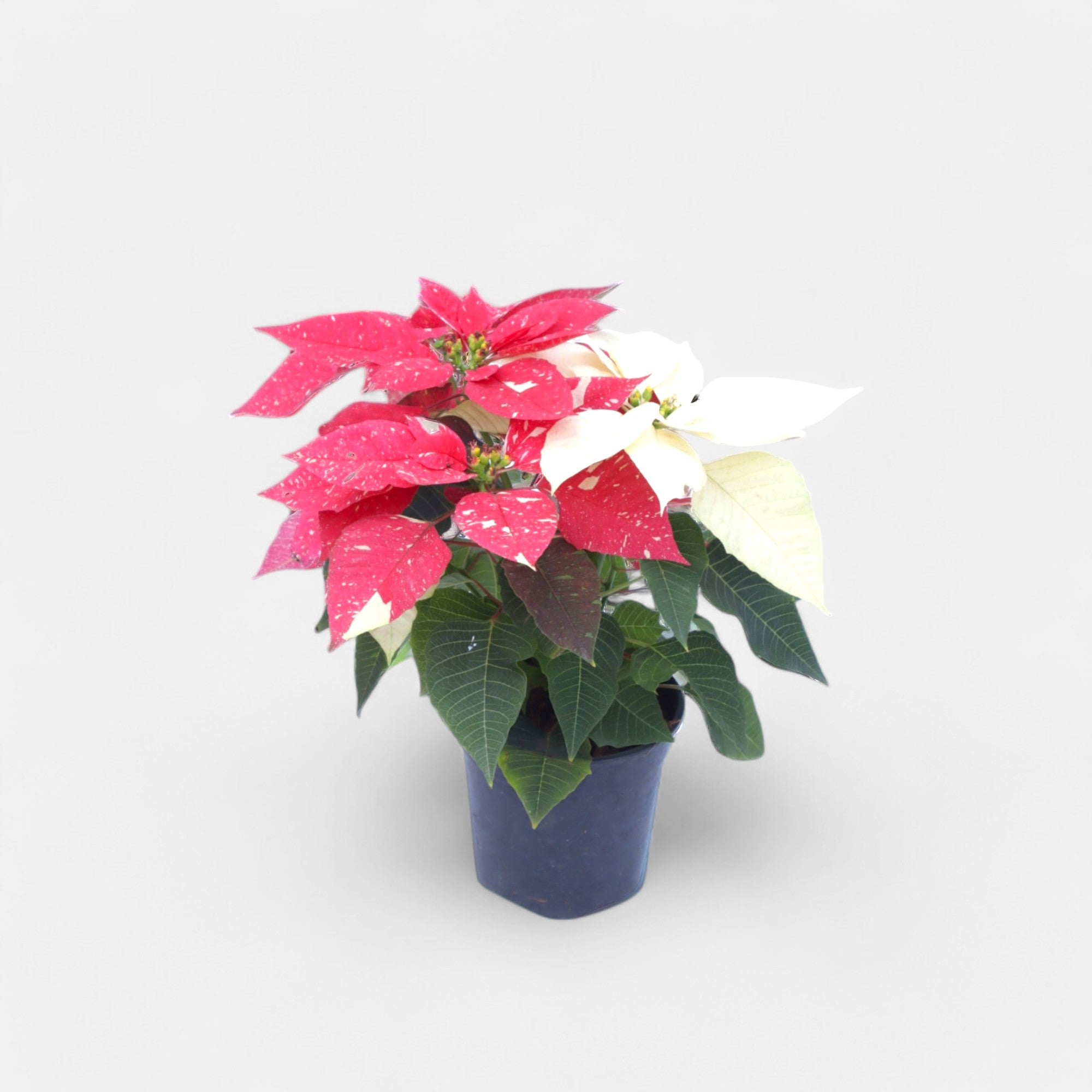 Poinsettia Variegated Plant (Pot Included)