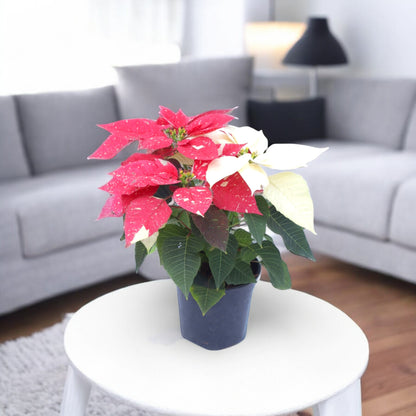 Poinsettia Variegated Plant (Pot Included)