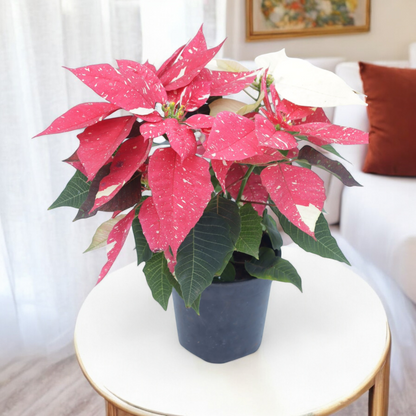 Poinsettia Plant (Pack of 4) - Mix Color