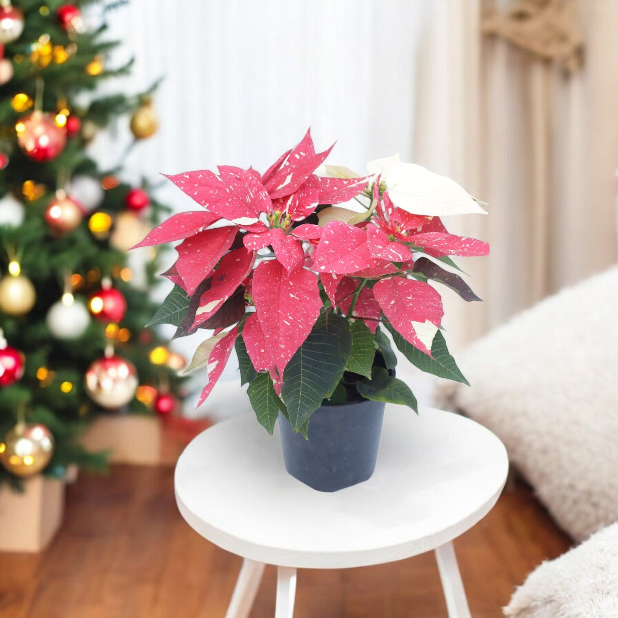 Poinsettia Variegated Plant (Pot Included)