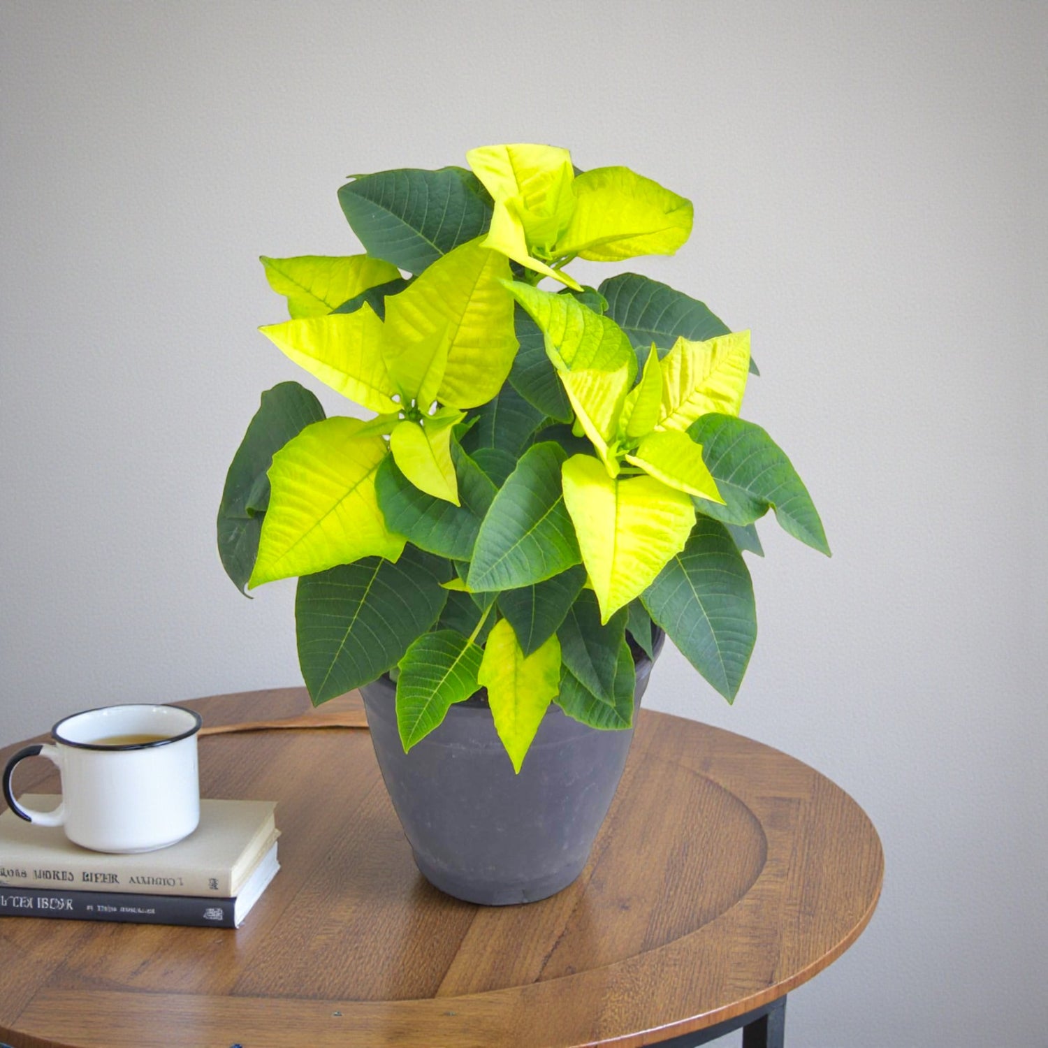 Poinsettia Plant (Pack of 4) - Mix Color