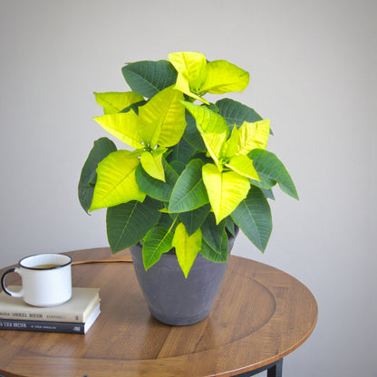 Poinsettia Plant (Pack of 4) - Mix Color