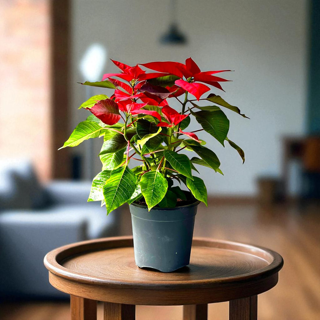 Poinsettia Red Plant