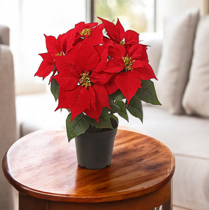 Poinsettia Red Plant