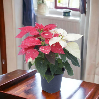 Poinsettia Variegated Plant (Pot Included)