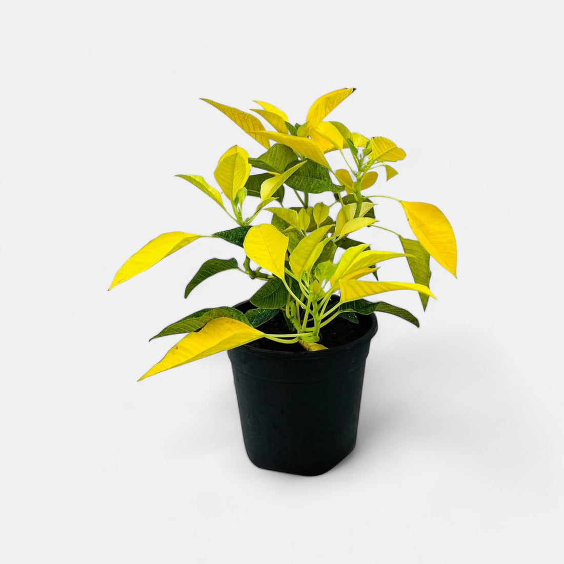 Poinsettia Yellow Plant