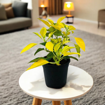 Poinsettia Yellow Plant