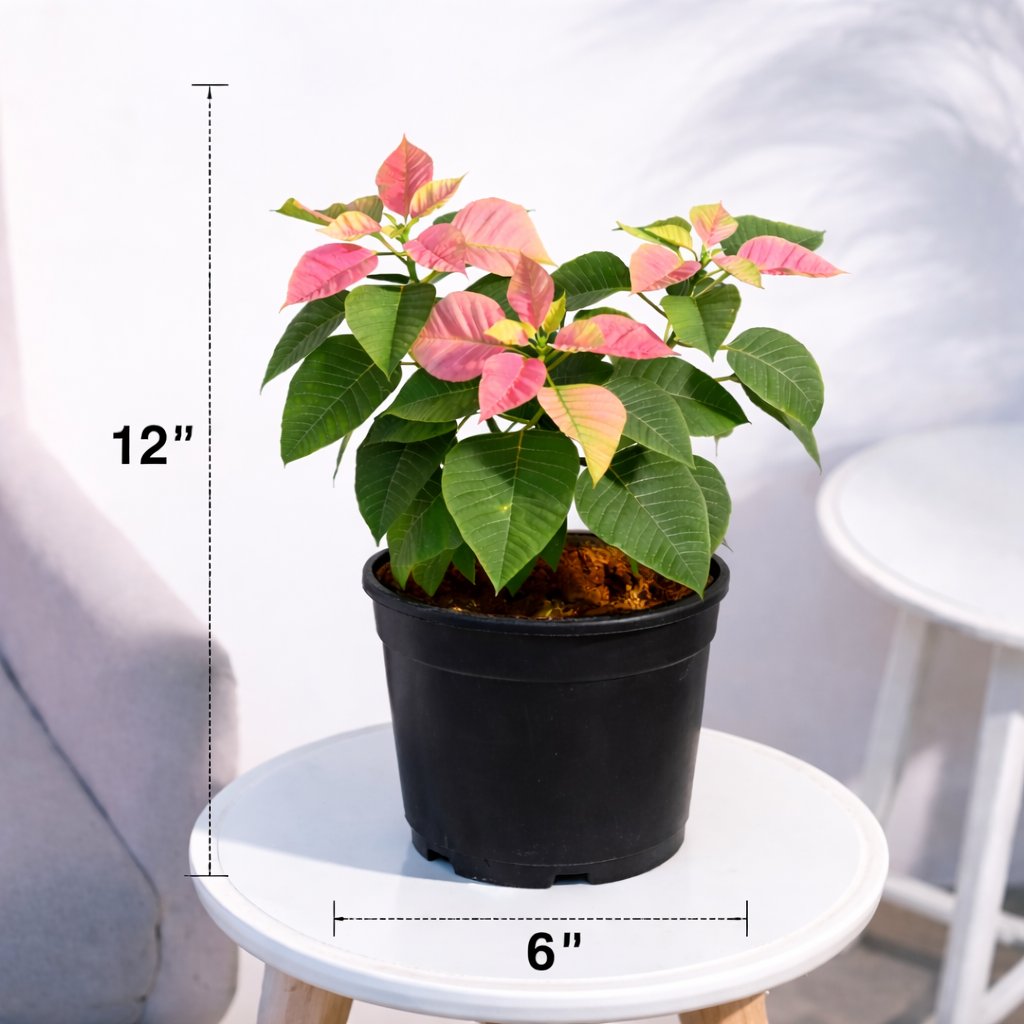 Poinsettia Plant (Pack of 4) - Mix Color