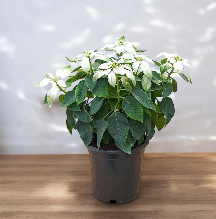 Poinsettia White Plant