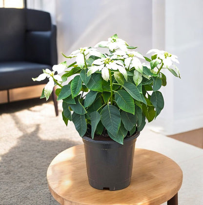 Poinsettia White Plant